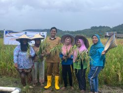 Pemkab Konkep Terus Dorong Produktivitas Petani Padi Sawah